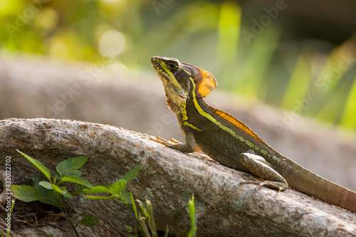 A Brown Basilisk (Basiliscus vittatus), an invasive species from Central America, perched on a tree root in southern Florida. photo