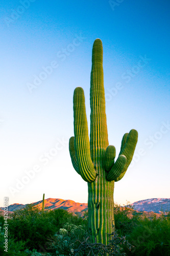 Saguaro cactus in Arizona, USA.