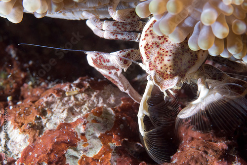 Close view of a porcelain crab feeding. photo