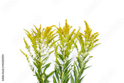 Flowers and leaves Ambrosia on a white background. Top view, flat lay. Ragweed causes allergies
