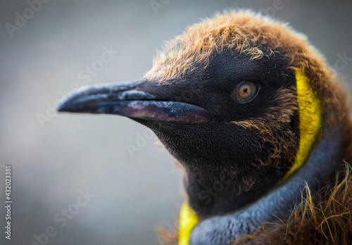 A king penguin chick in south Georgia island, antarctica. photo