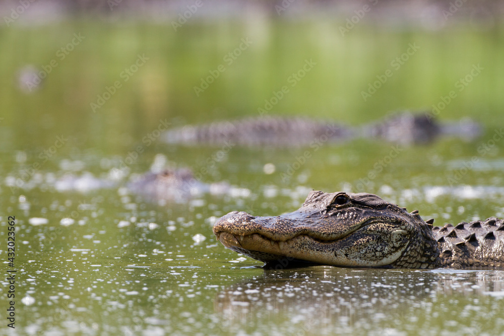 An American Alligator (Alligator mississippiensis) lunges after fish in a shrinking pool in Big Cypress National Preserve.