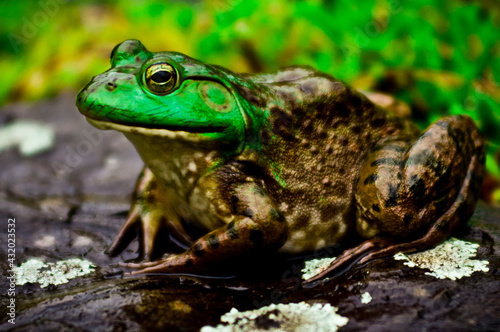 Fat Bull frog lords over Connecticut water.