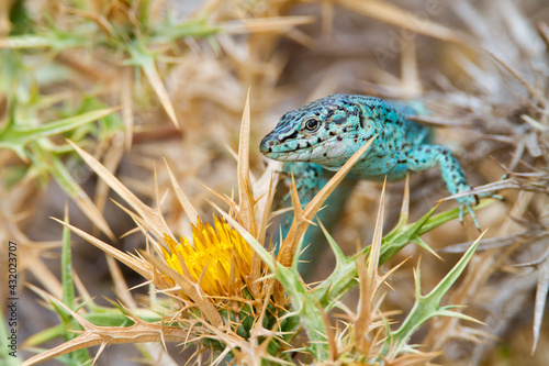 A male Ibiza wall lizard (Podarcis pityusensis formenterae) visits a flowering thistle to feed on nectar, Cap de Barbaria on the island of Formentera, in Spain's Balearic Islands. photo