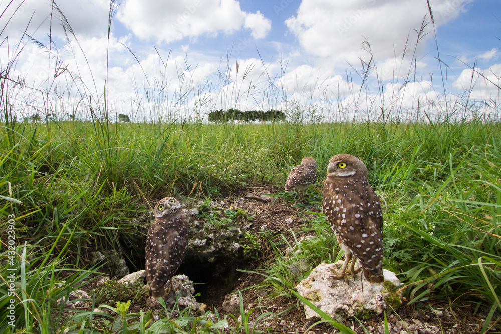Burrowing owls photographed from a hidden camera outside their burrow
