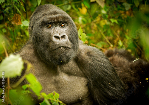 A silverback gorilla makes eye contact with the photographer in Volcano National Park, Rwanda.