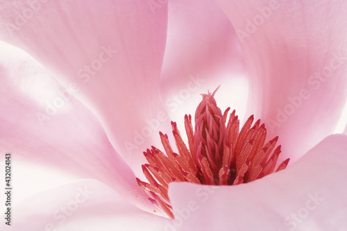 Saucer magnolia blossom illuminated from below with a flash.