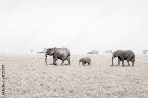 An elephant family, with stylized sepia treatment. photo