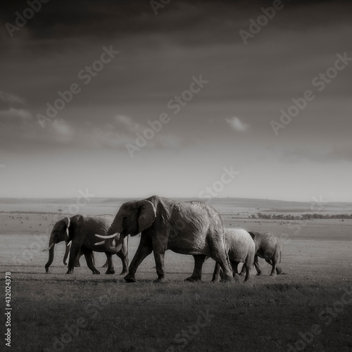 Elephants, Maasai Mara National Reserve, Kenya