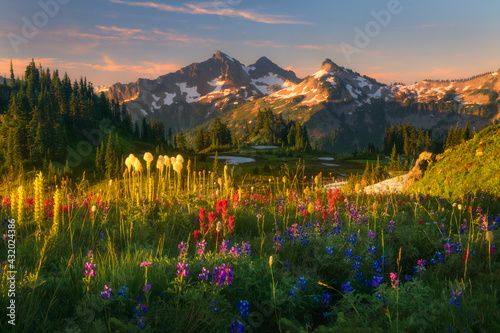Beautiful soft light ion wildflower laden meadows looking towards the Tatoosh Range, Mt. Rainier National Park. photo