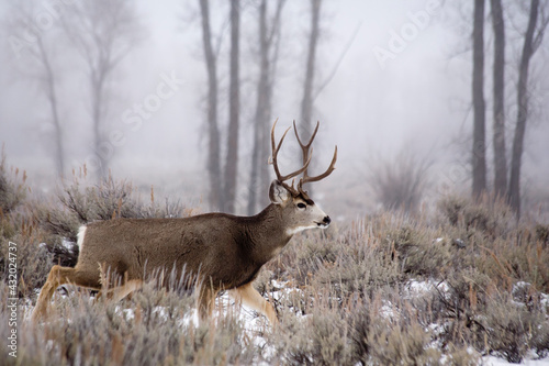 A mule deer buck wanders through sagebrush in Grand Teton National Park, Wyoming