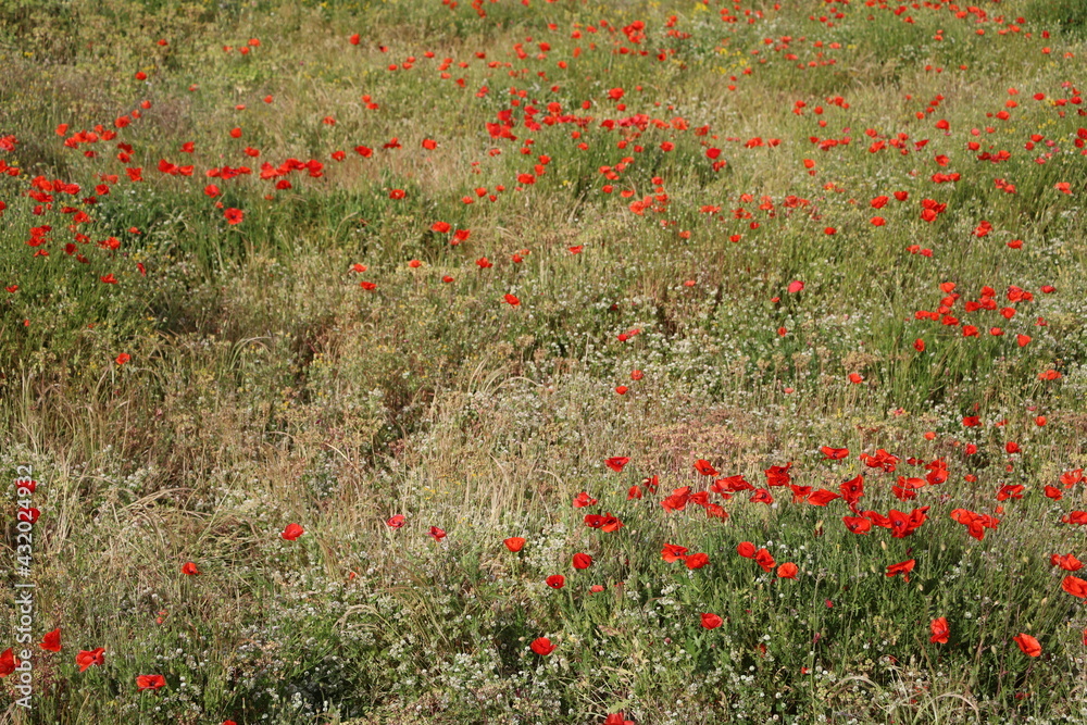 Meadow with red blooming poppies in May, Italy

