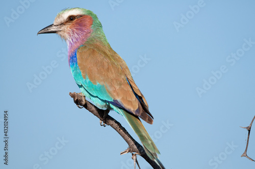 A lilac-breasted roller on a perch. photo