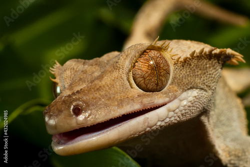 A Crested Gecko, Rhachodactylus ciliates, in Los Osos, California photo