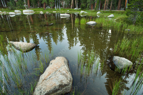 Pond Scene, Yosemite National Park
