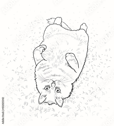 A funny fluffy cat with big eyes lies upside down (on back) on the carpet and looks in surprise. Vector illustration in a linear style. Hand drawing. EPS 10. The concept of relaxation and laziness.