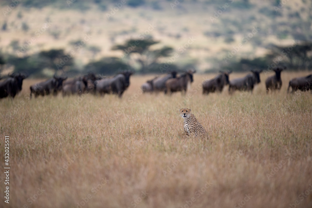 A cheetah watching a herd of wildebeest. A cheetah watching a herd of wildebeest.