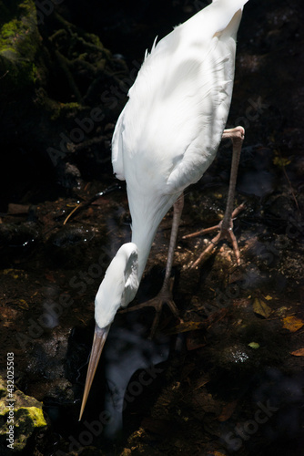Homosassa Springs State Park, FL: A great Egret fishes in the water photo