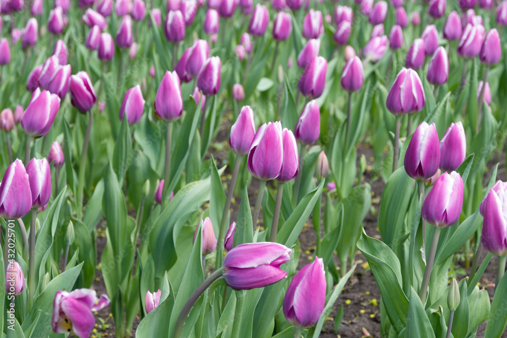 Purple Tulipa gesneriana in a flowerbed in early spring. Delicate spring flowers. Purple Tulipa gesneriana in a flowerbed in early spring. Delicate spring flowers.