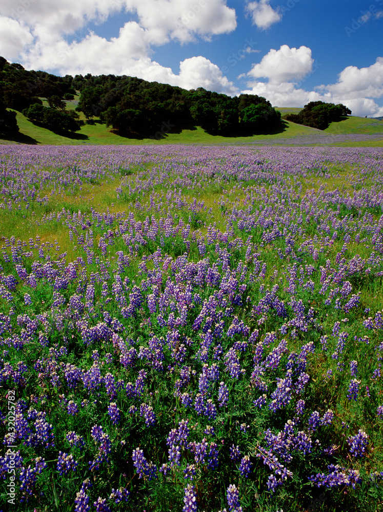 Lupine flowers, Monterey County , California, USA Lupine flowers, Monterey County , California, USA