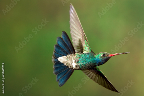 A humming bird hovers in mid air. photo