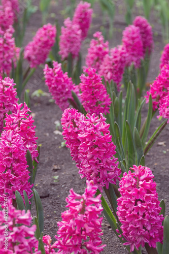 Pink Hyacinthus orientalis in a flowerbed in early spring. Delicate spring flowers.