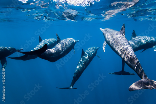 Mexico, Guerrero, Pacific Ocean, 5 miles off the coast of Ixtapa. A family of wild dolphins swimming joyfully near the surface. photo
