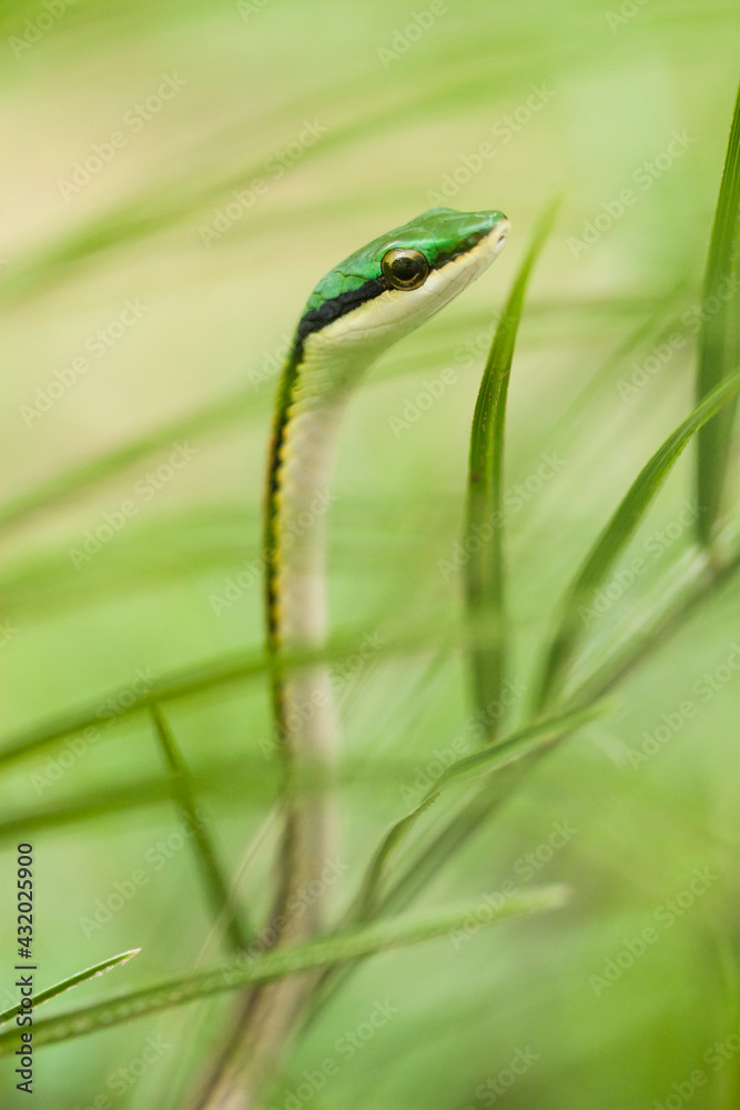 A vine snake in the grass, Honduras. A vine snake in the grass, Honduras.
