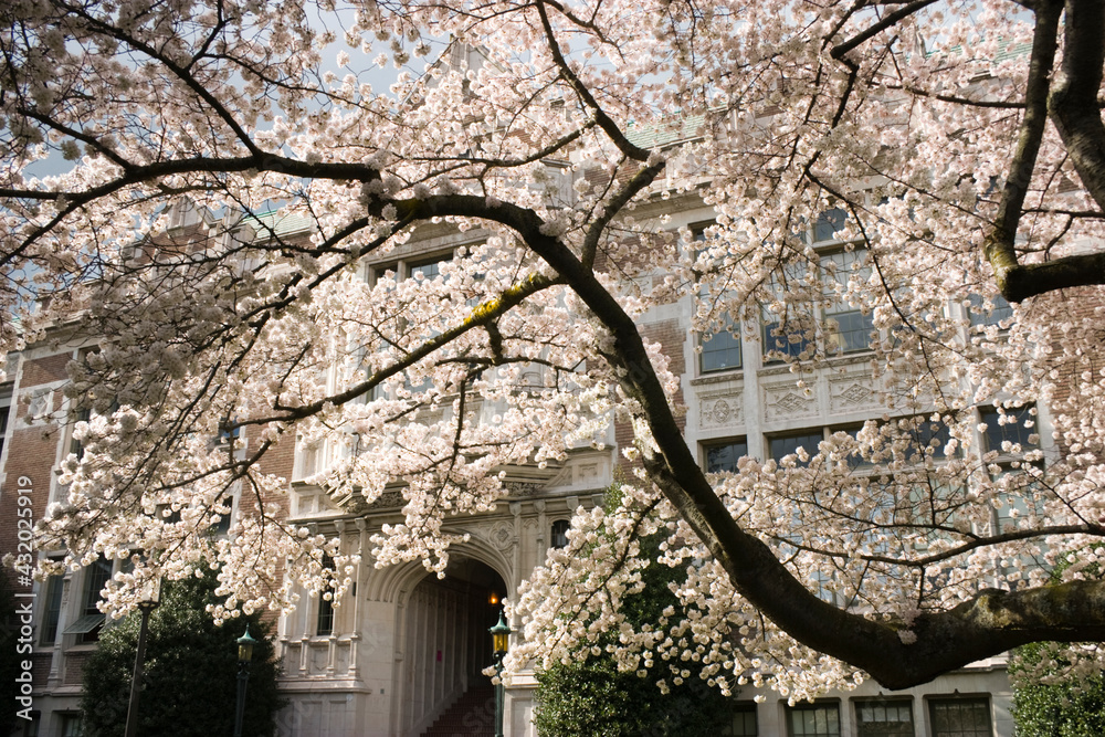 Savery Hall with blooming cherry trees in the Quad on the University of Washington campus in Seattle, Washington. Savery Hall with blooming cherry trees in the Quad on the University of Washington campus in Seattle, Washington.