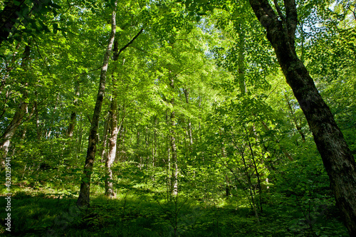 warm light on green forest on trail, blue ridge parkway photo