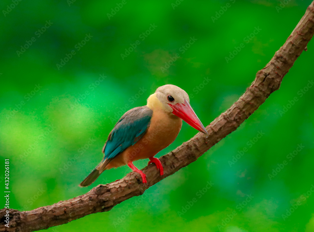 Kingfisher on a branch in the forest of Thailand Kingfisher on a branch in the forest of Thailand