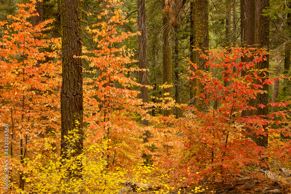 Tuolumne Grove in Fall, Yosemite National Park, CA Tuolumne Grove in Fall, Yosemite National Park, CA