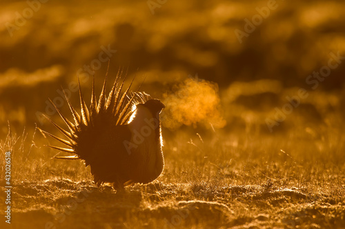 A male Greater Sage-Grouse (Centrocercus urophasianus) exhales forcefully at sunrise near Boulder, Wyoming, USA. photo