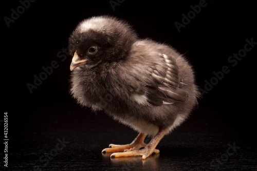 A young Barred Rock chick on a black background