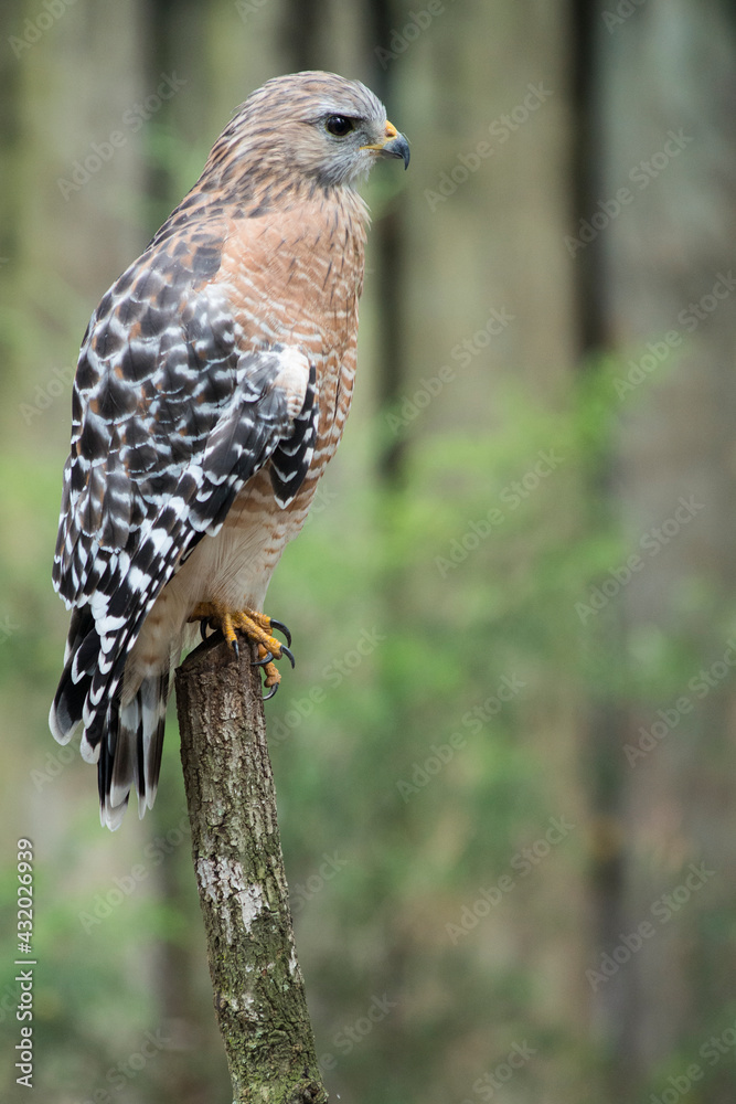 Homosassa Springs State Park, FL: A red shouldered hawk perches on a branch Homosassa Springs State Park, FL: A red shouldered hawk perches on a branch