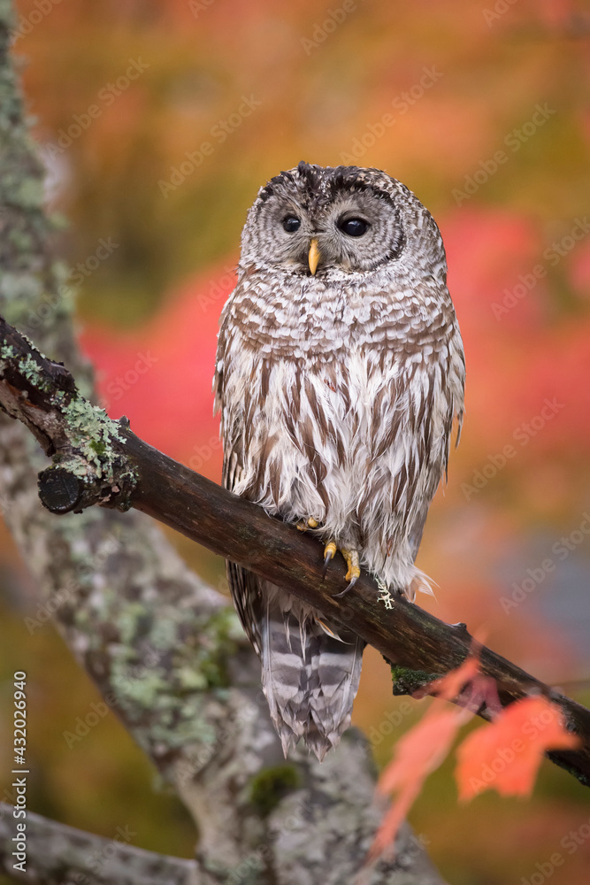 A Barred Owl perching A Barred Owl perching