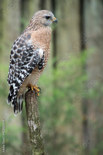 Homosassa Springs State Park, FL: A red shouldered hawk perches on a branch photo