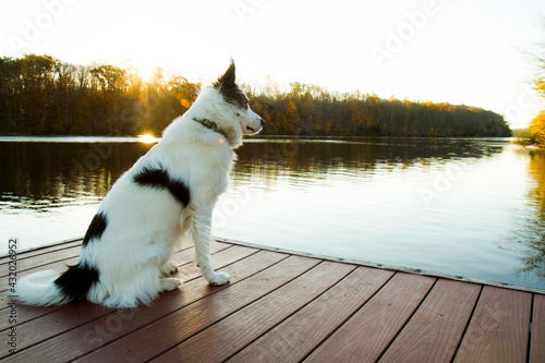 A border collie looks out over a lake during an autumn sunrise in eastern Pennsylvania. photo