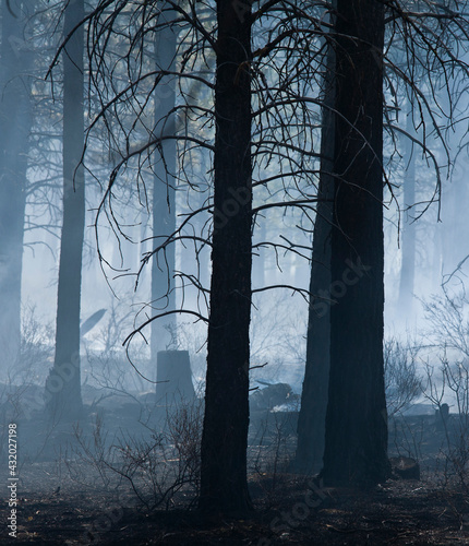 A forest smolders after a fire in Oregon where fire protection crews started a prescribed burn to get rid of tinder that would engulf this forest that has not burned in decades.