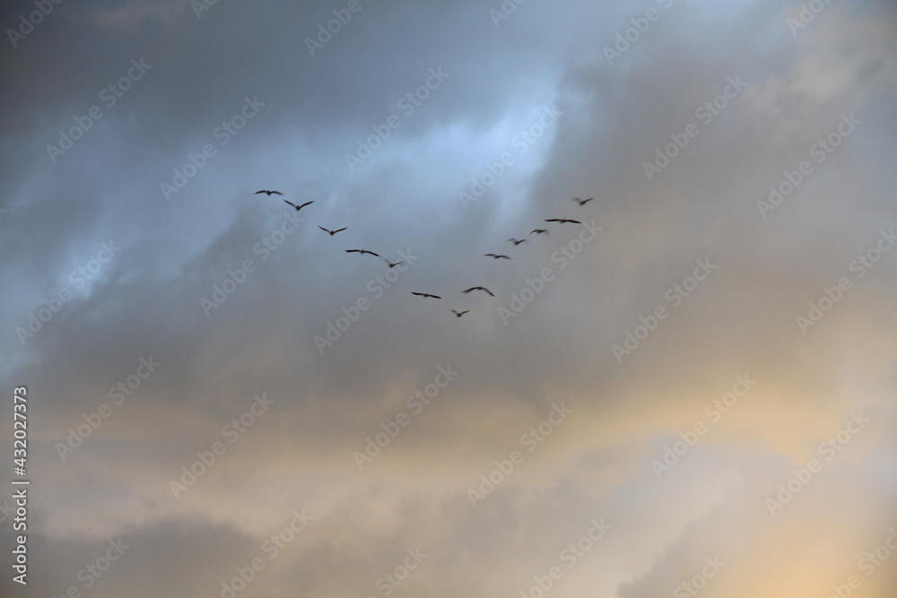 flock of birds flying in the sky in V form flock of birds flying in the sky in V form
