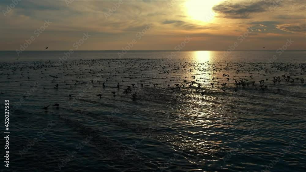 Wild black ducks take off at sunset. Shooting from the air. Drone shooting. This video is great for the final shot. Wild black ducks take off at sunset. Shooting from the air. Drone shooting. This video is great for the final shot.