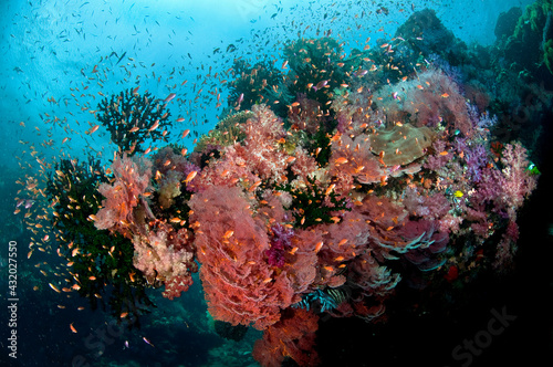 Fiji reef scene with gorgonians, soft corals, and schools of anthias.