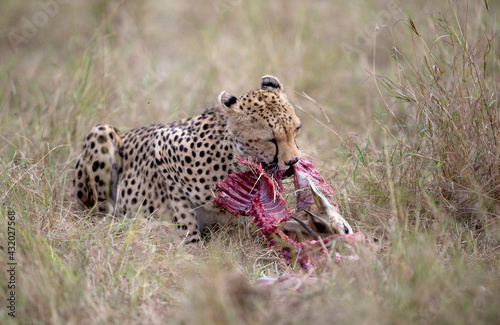 A cheetah feeds on a small impala.
