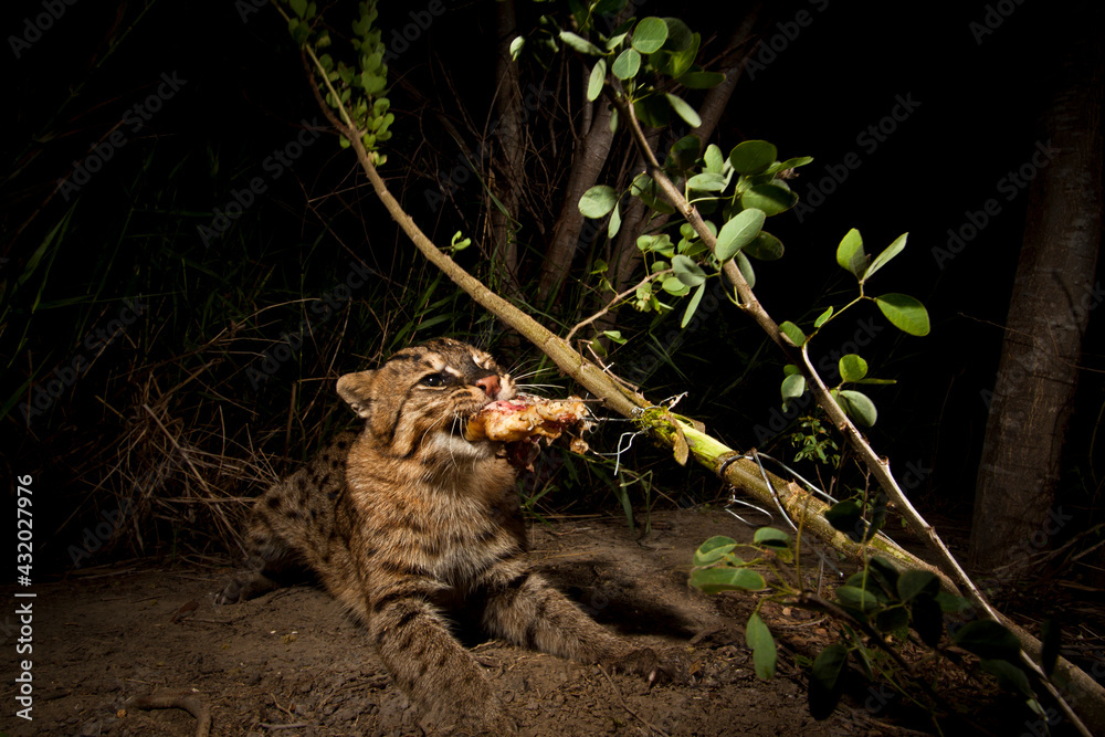 Rip Ear, a wild male fishing cat (Prion Ailurus viverrinus), triggers a camera trap hidden on a fish farm in Sam Roi Yod, Thailand. Rip Ear, a wild male fishing cat (Prion Ailurus viverrinus), triggers a camera trap hidden on a fish farm in Sam Roi Yod, Thailand.