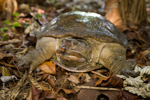 A Florida Softshell Turtle (Apalone ferox) in southern Florida. photo