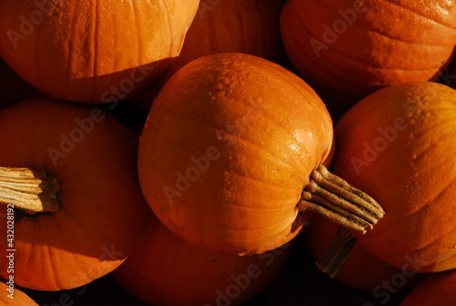 close shot of pumpkins with morning dew, cape Elizabeth, Maine