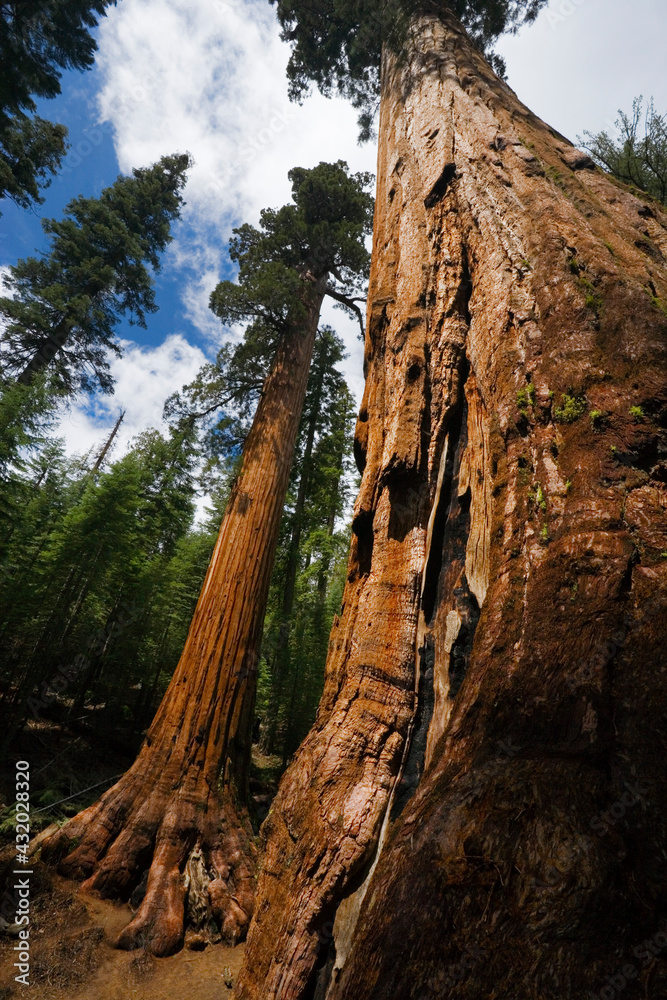 Sequoia trees, Mariposa Grove, Yosemite National Park Sequoia trees, Mariposa Grove, Yosemite National Park