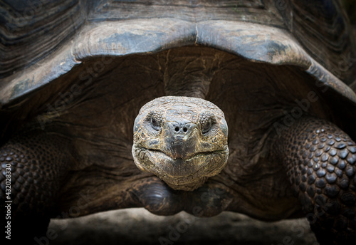A Galapagos tortoise peers into the camera in the Galapagos Islands.