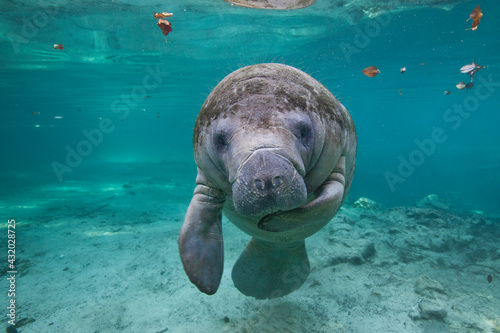 Portrait of a West Indian manatee or Sea Cow (Trichechus manatus), Crystal River, Three Sisters Spring, Florida. photo