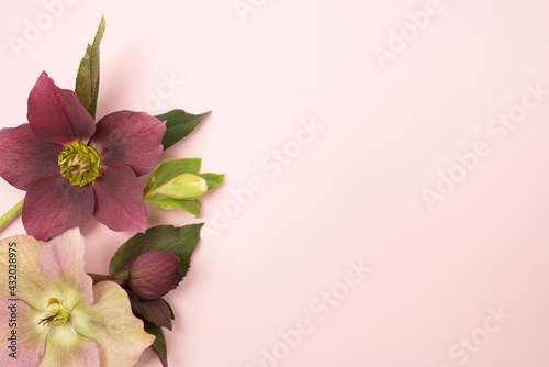 Hellebore blooms on pink background